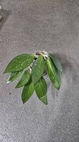 Hoya Carnosa "Splash"
