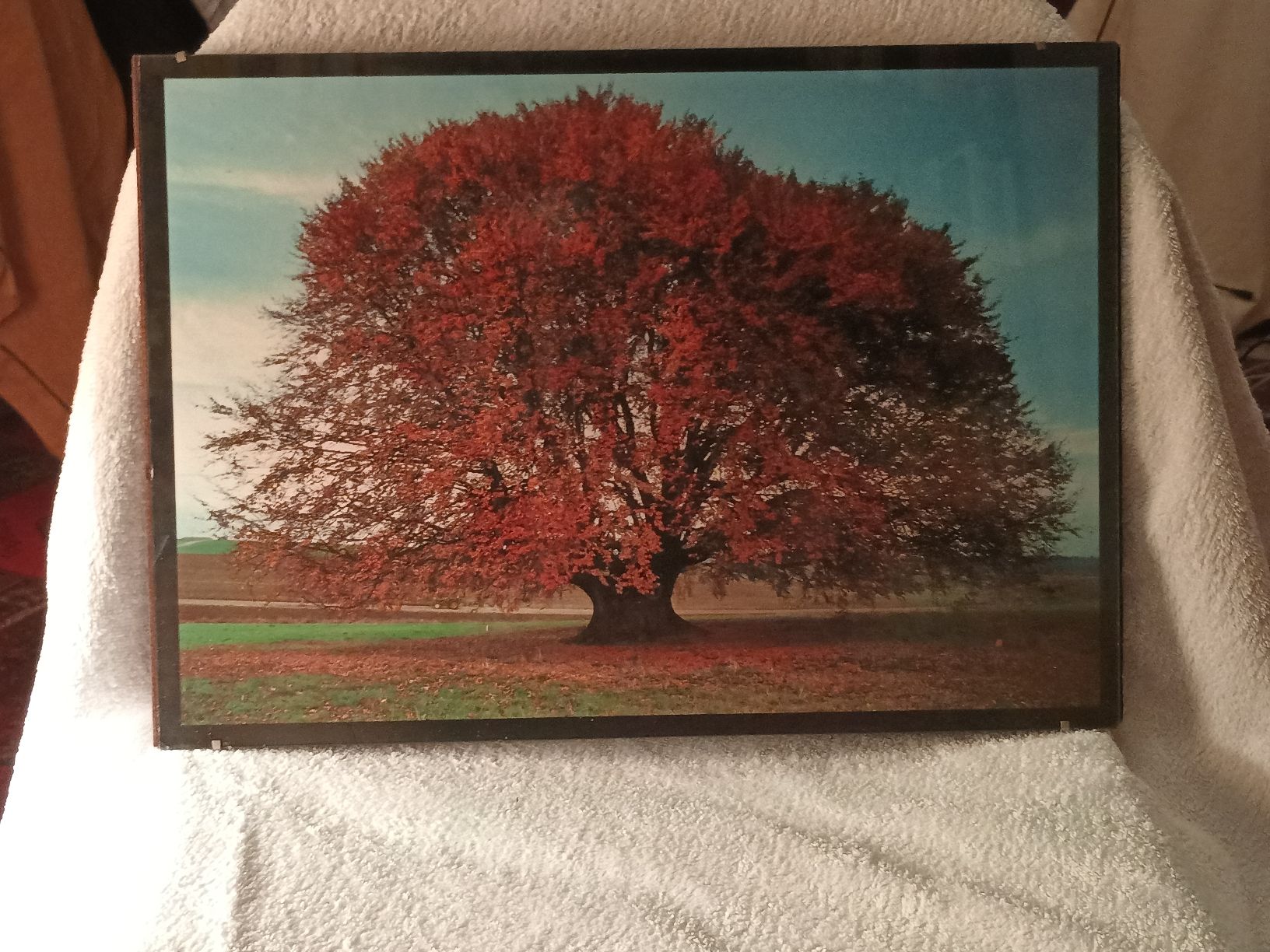 Foto & Immagini: Poster Lebensbaum gerahmt – Usato da Zürich venduto da Mitzi6 1