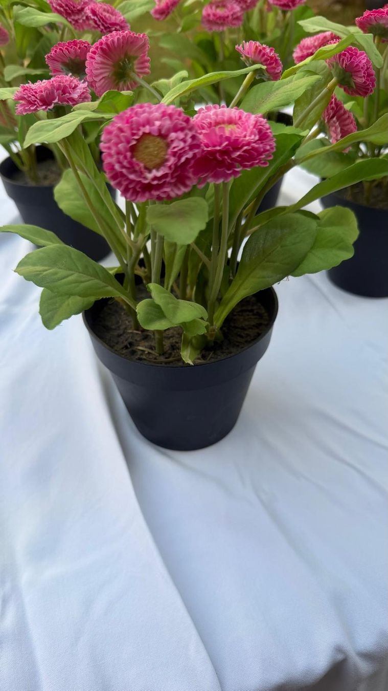 Pflanzen & Samen: Pflanze mit rosa Blumen  imTopf – Gebraucht aus Krauchthal von SamsPuce 1