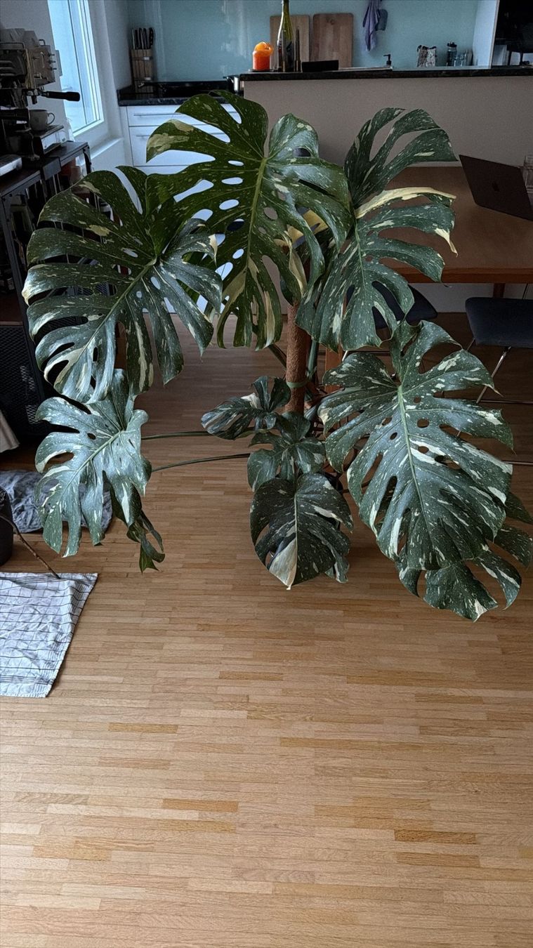 Piante & sementi: Monstera Thai Constellation ca.120cm hoch – Nuovo (secondo la descrizione) da LUZERN venduto da Adriana_6005 4