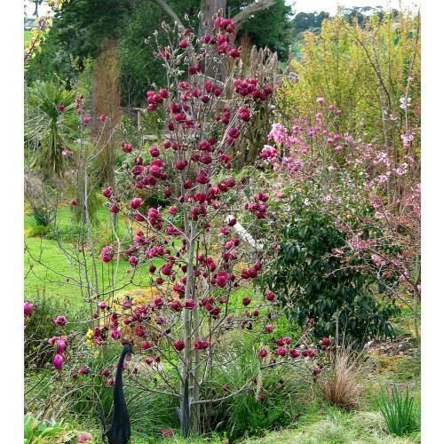 Piante & sementi: Magnolia 'Génie'  20-30cm – Nuovo (secondo la descrizione) da Bremblens venduto da FIBONACCI369 3