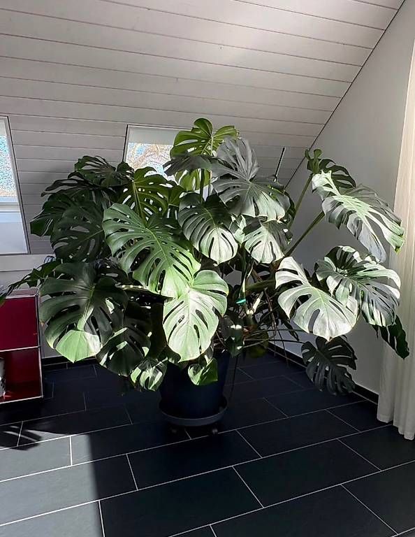Pflanzen & Samen: Monstera – Gebraucht aus Langenthal von pwn_j7rz