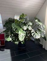 Monstera