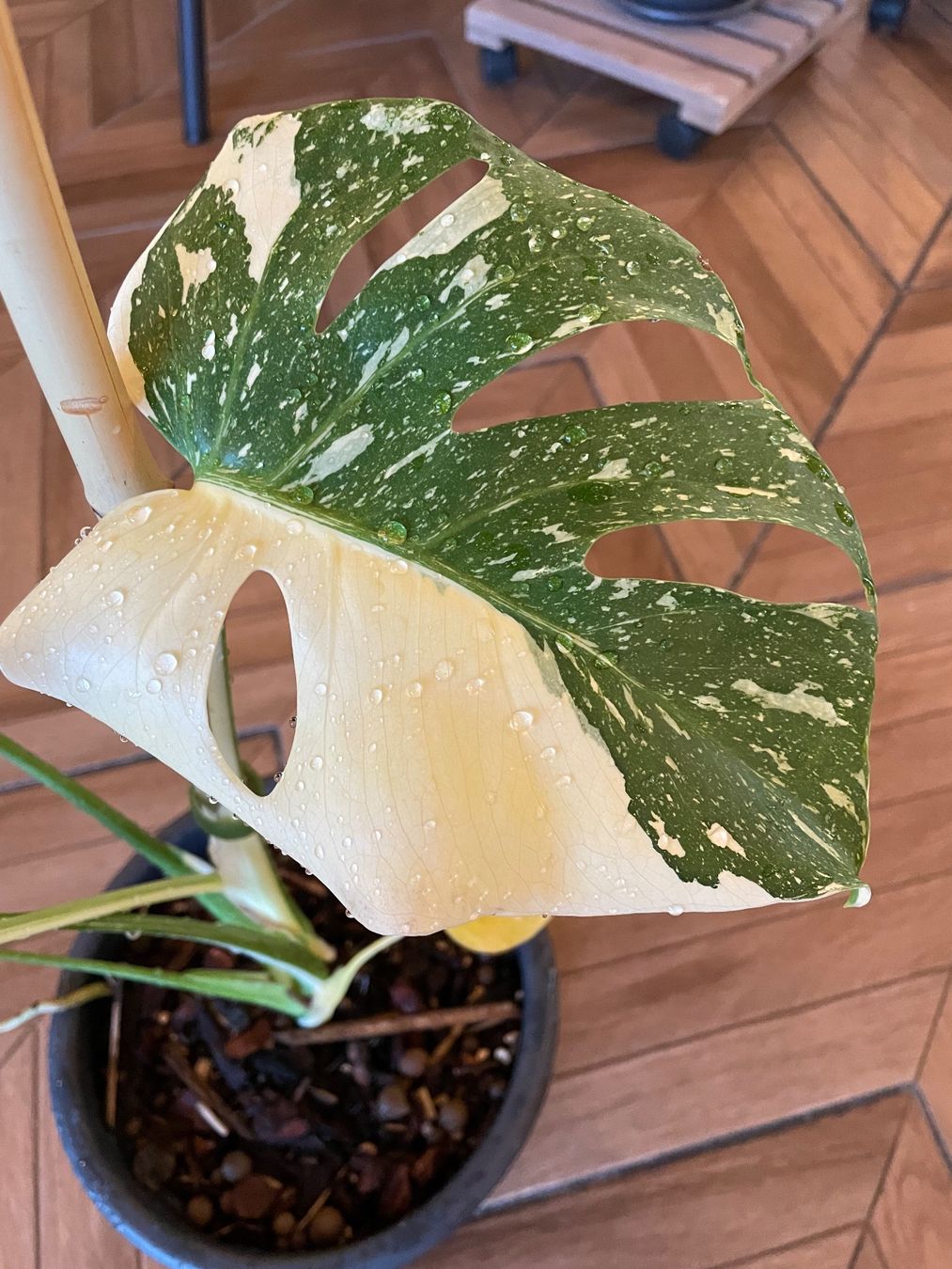 Pflanzen & Samen: Monstera Thai Constellation – Neu (gemäss Beschreibung) aus Steinhausen von CHANH-PHAP 3