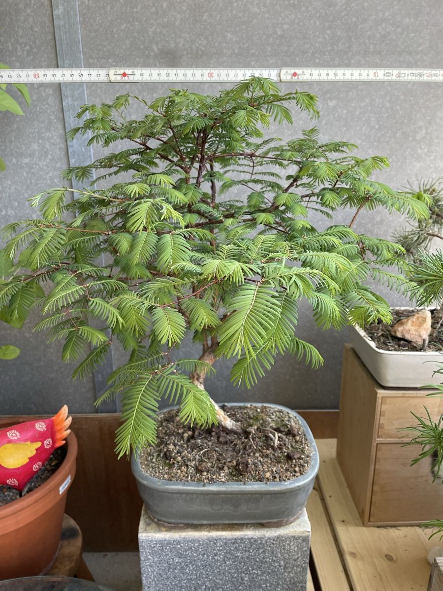 Piante & sementi: Urweltmammutbaum Bonsai – Usato da Thun venduto da Pesche555