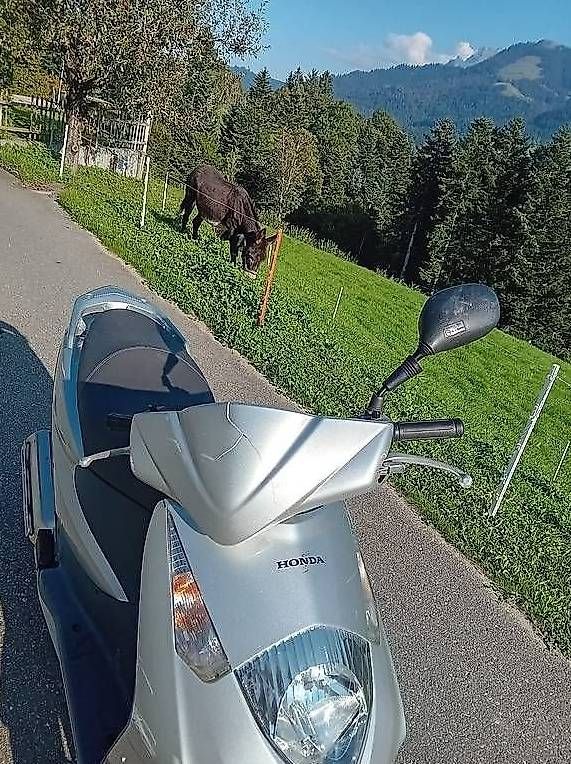 Scooters: Honda Dylan 125 – Gebraucht aus Schwarzenberg von 19anbe74 1