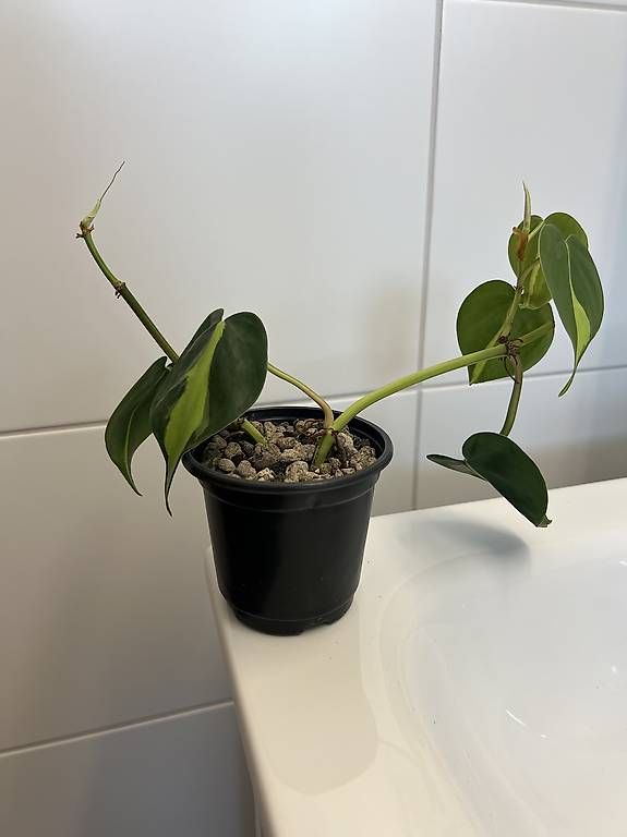 Pflanzen & Samen: Philodendron scandens Brasil – Gebraucht aus Sargans von -VS- 4