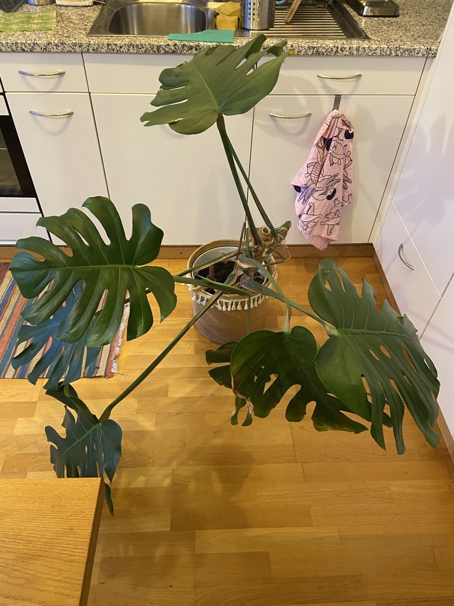 Pflanzen & Samen: Monstera pot plant ca 1m tall – Gebraucht aus Zürich von any_w9vk 1