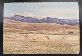 "Home on the Range where the Antelope Play" USA top