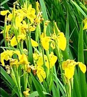 Seltener Irisblock "Eis und gelb" Rare bloc bulbe Iris