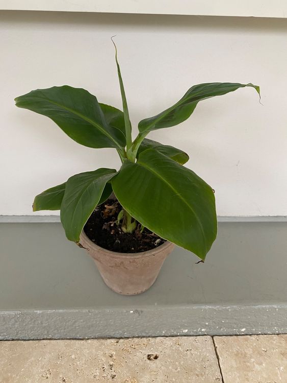 Bananen Baum 30cm Kaufen auf Ricardo