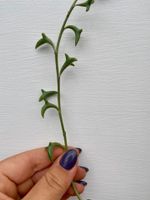 Plante DAUPHINS  (2 boutures 20cm)