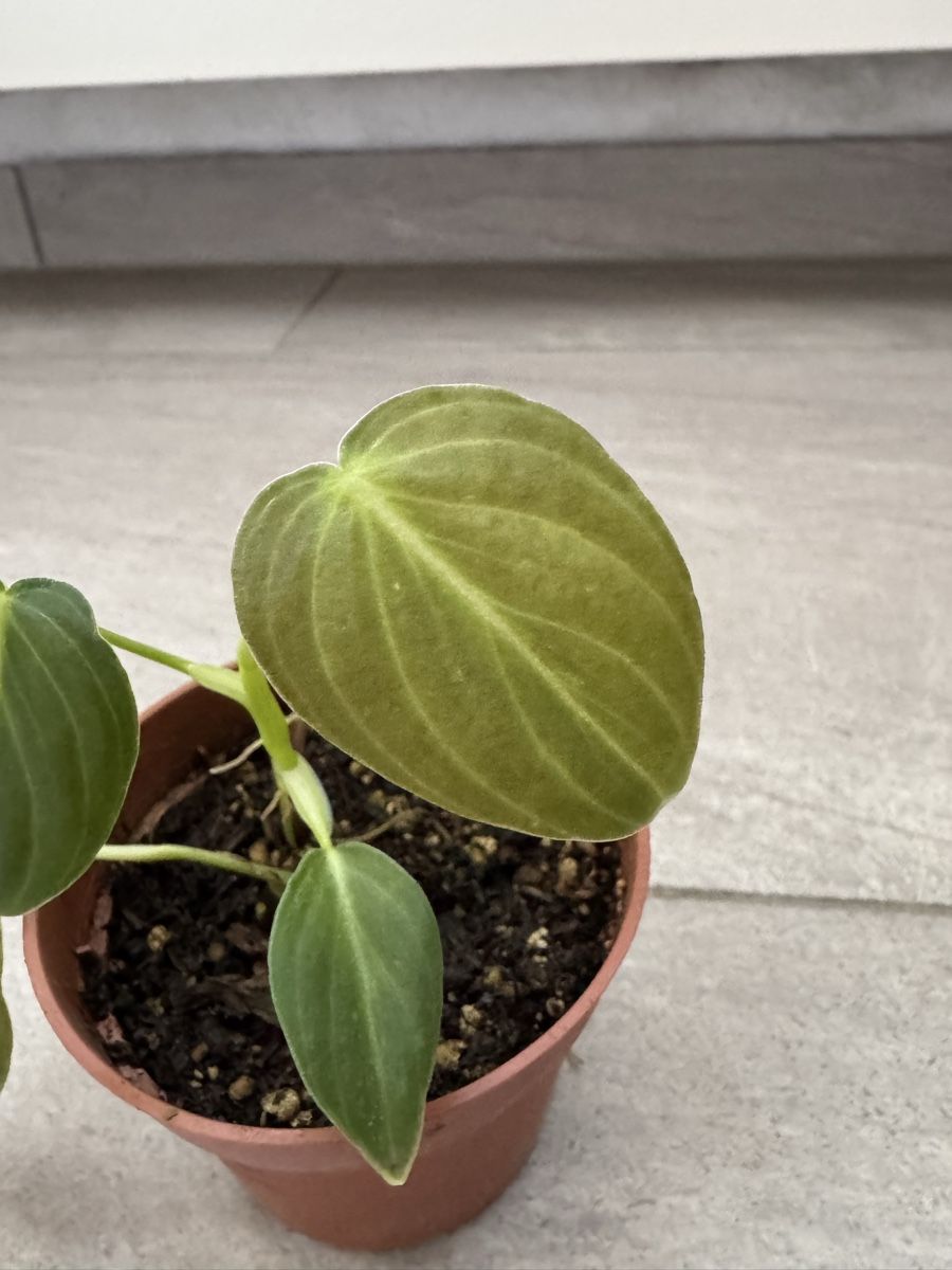 Piante & sementi: Philodendron Melanochrysum – Nuovo (secondo la descrizione) da Sugiez venduto da fabandy16 3