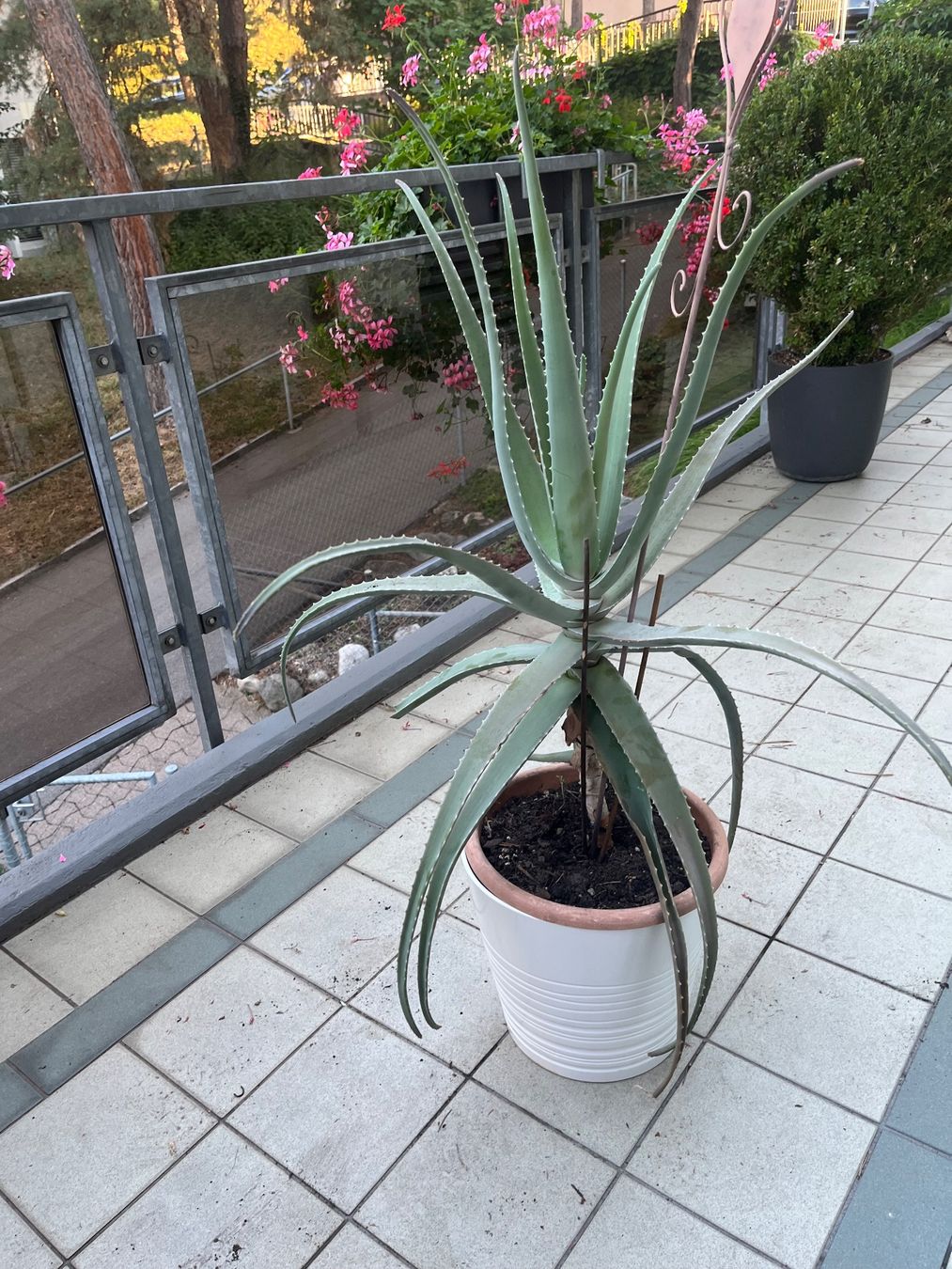 Piante & sementi: Kaktus Höhe 110 cm – Usato da Zürich venduto da anschneeberger