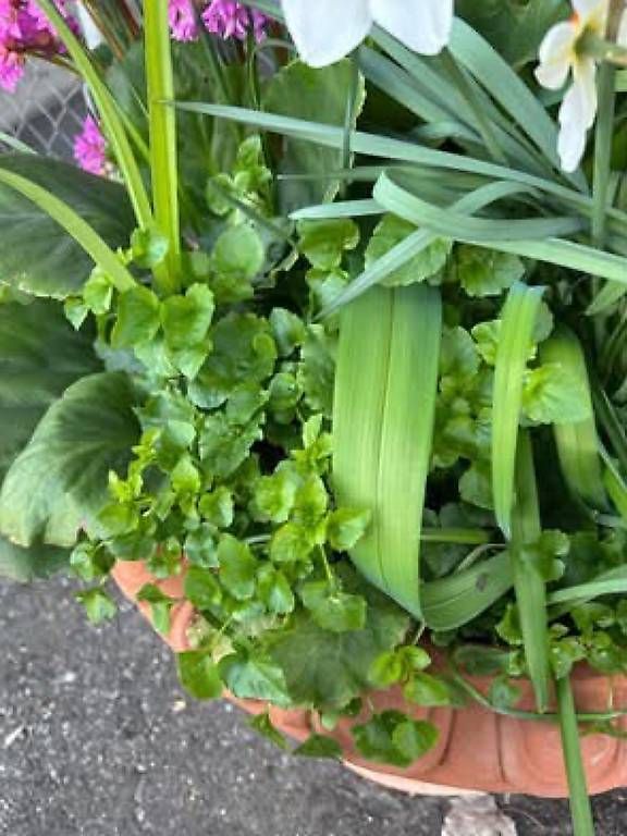 Piante & sementi: Blumen im Topf  – Usato da Frauenfeld venduto da Irene.Schuppli 3
