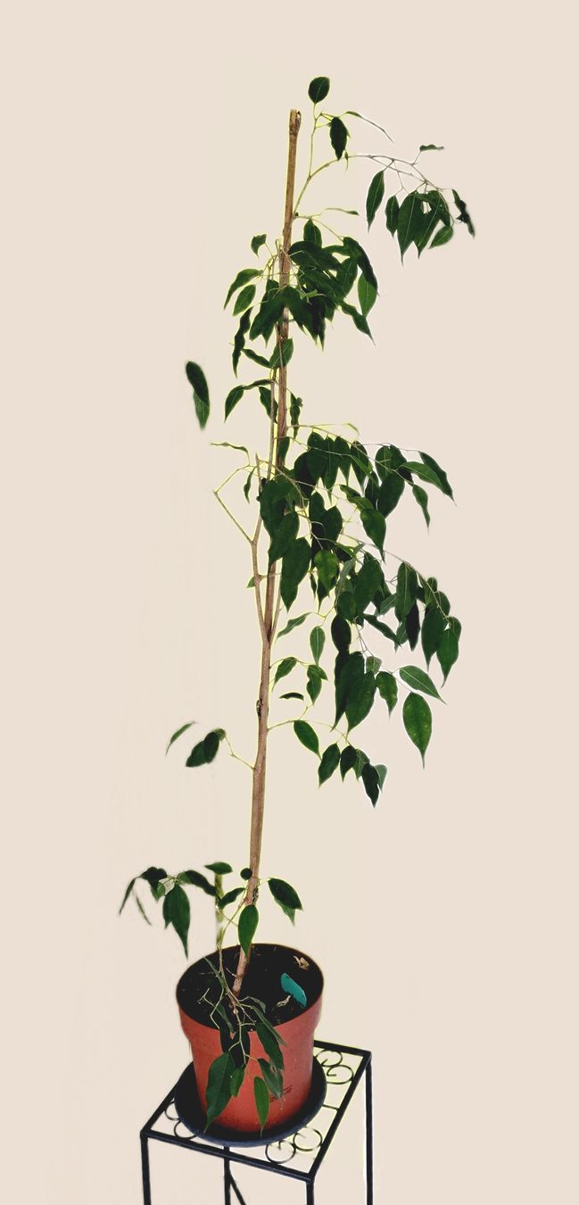 Piante & sementi: Ficus Benjamini Zimmerpflanze  – Usato da Aarburg venduto da Glitzerzauber 1