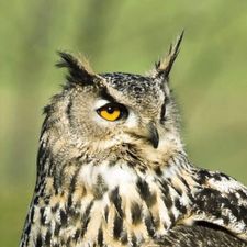 Profile image of Agia