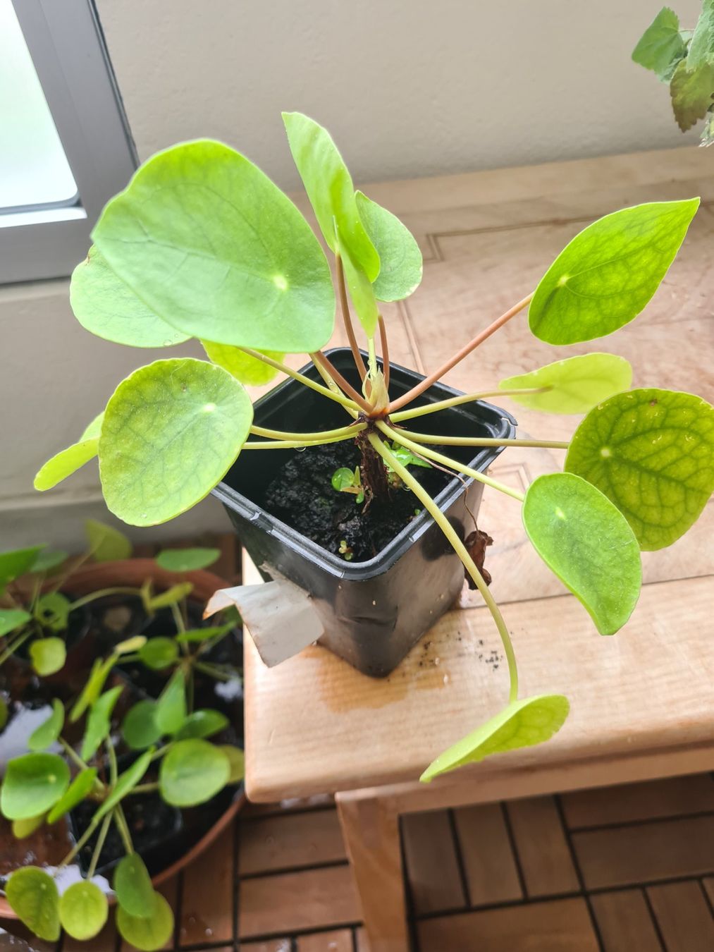 Piante & sementi: Ufopflanze pilea – Usato da Reinach BL venduto da andreas_mueller 1