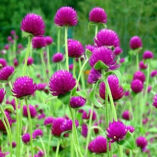 Piante & sementi: 50 Samen Kugelamarant Gomphrena PURPLE Samen – Nuovo (secondo la descrizione) da Ehrendingen venduto da VerveinaSamen