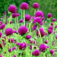 50 Samen Kugelamarant Gomphrena PURPLE Samen
