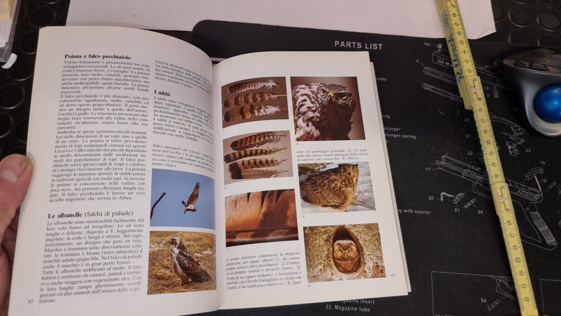 Bücher: BUCH.FAUNA E CACCIA SULLE ALPI – Gebraucht aus Cama von anto_a 8