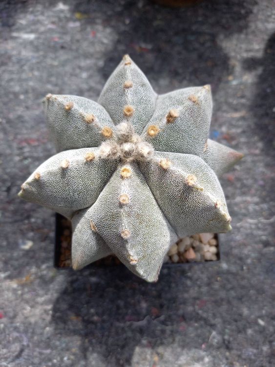 Kaktus Astrophytum myriostigma, Bischofsmütze, 6rippig Kaufen auf