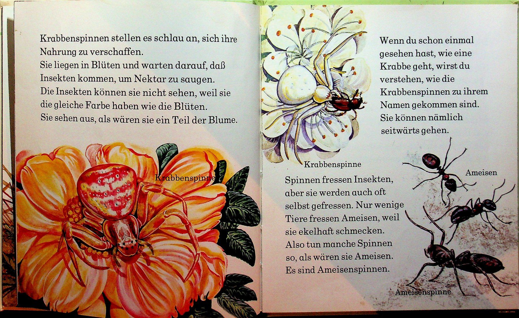 Libri: Spinnen   Brönner Kinderbücher 1972 – Usato da Reitnau venduto da Zaomir 7