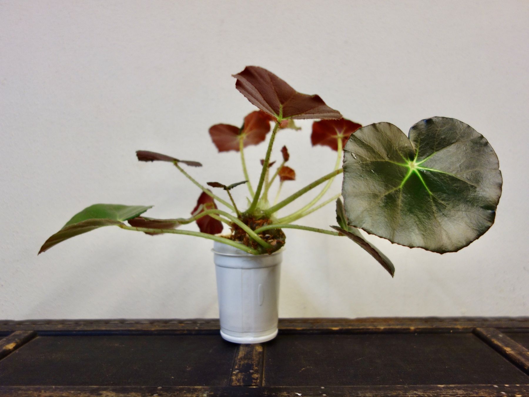 hedera pflanze zimmerpflanze Efeu Hedera Helix Wonder - Pflanzen sicher zu dir nach Hause