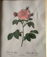 Botanisches Bild Rosen Goldrahmen Antik