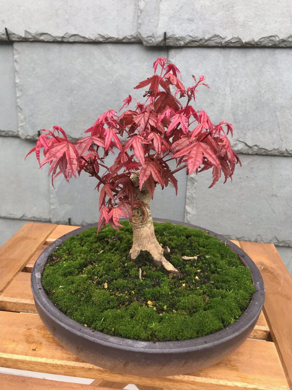 12 Jhriger Ahorn Bonsai Deshojo (Gebraucht) in Herisau fr CHF 360  nur  Abholung auf Ricardo kaufen