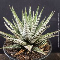 Haworthia Fasciata Alba - wie eine Kalkstein-Skulptur