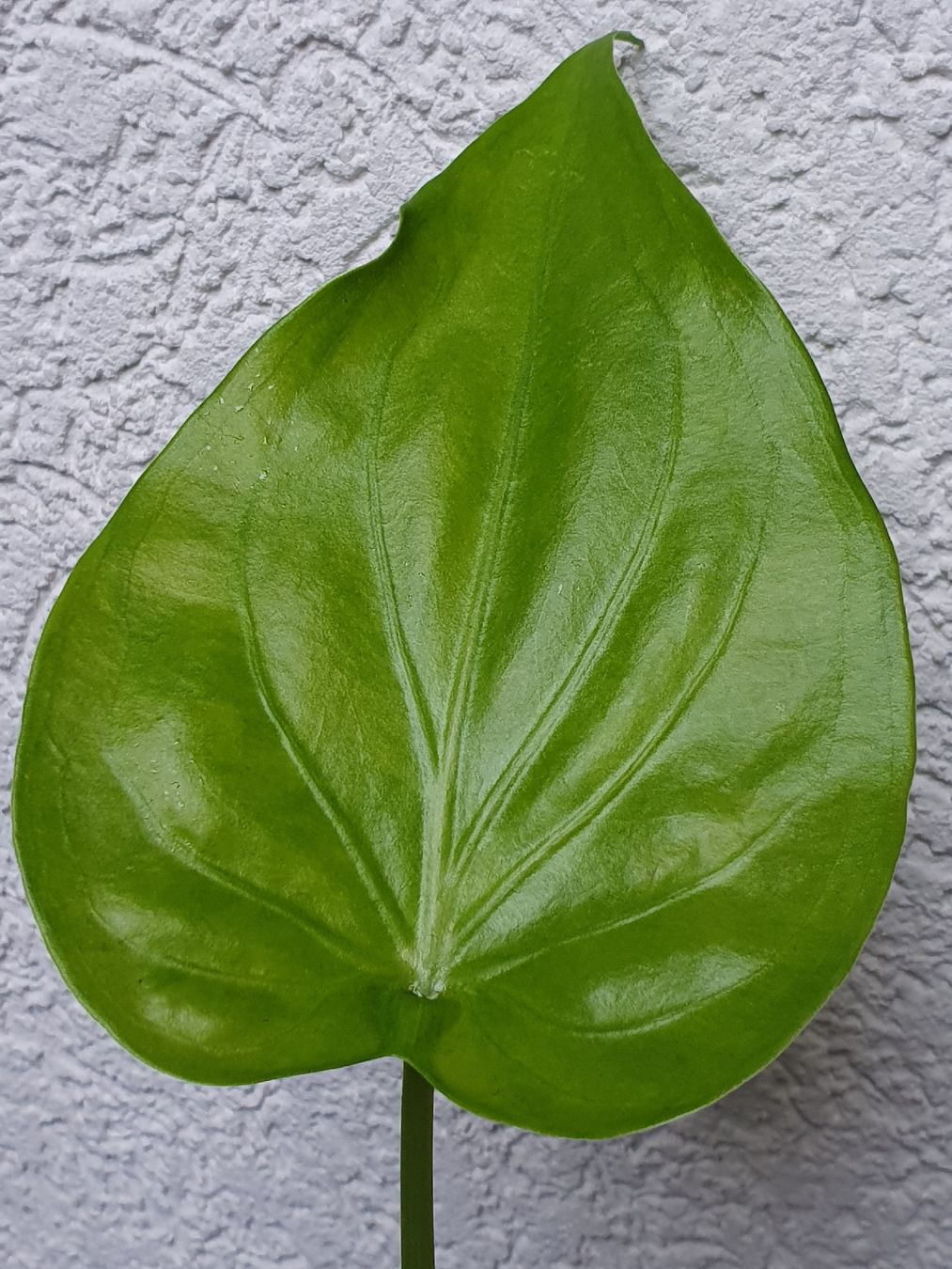 Plantes & graines: Alocasia Cucullata Aurea – D'occasion à Erlinsbach SO par Lea030 4