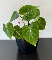 Philodendron Gloriosum, Selbstbewässerer, 40cm