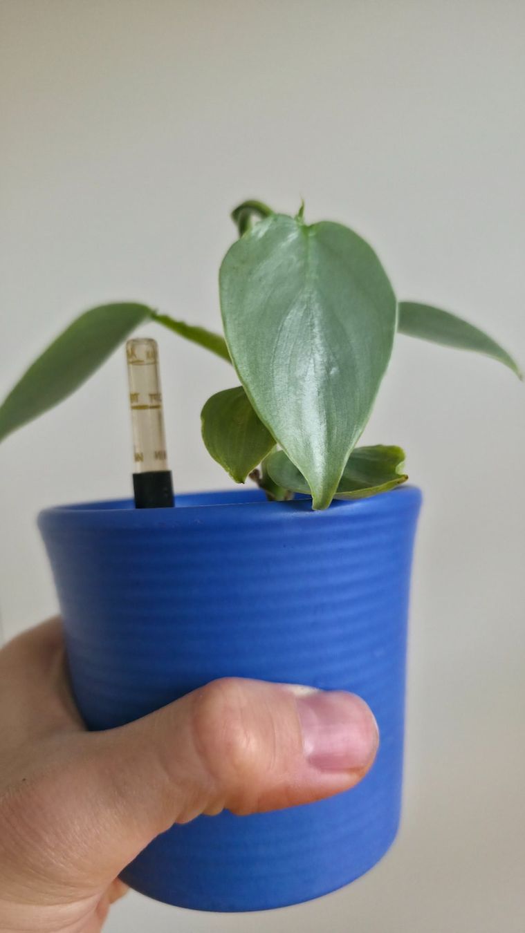 Pflanzen & Samen: Philodendron Silver Sword – Neu (gemäss Beschreibung) aus Zürich von The_Plant_Wizard