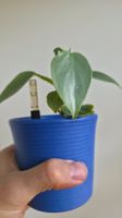 Philodendron Silver Sword