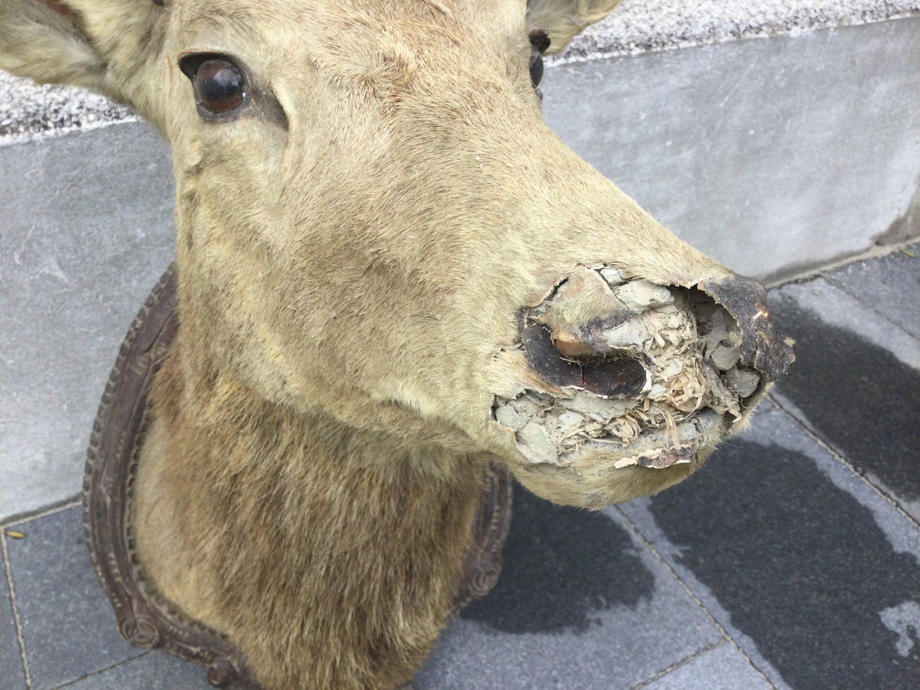 Il mondo degli animali: Antiker defekter ausgestopfter Hirschkopf mit Geweih – Difettoso da Wangen SZ venduto da kuriosum12 3