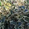 Piante & sementi: Houx à feuilles panachées   (2 plants) – Nuovo (secondo la descrizione) da Bremblens venduto da FIBONACCI369 2