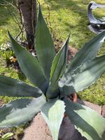 Wunderschöne, grosse, gesunde Agave 105 x 90 cm im Tontopf