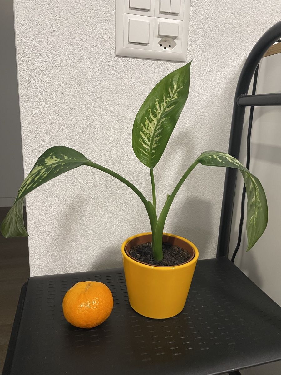Piante & sementi: Dieffenbachia plant with nice ceramic pot – Usato da Uster venduto da momogarden 3