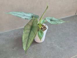 🌿Alocasia heterophylla "Dragon’s Breath"🌿