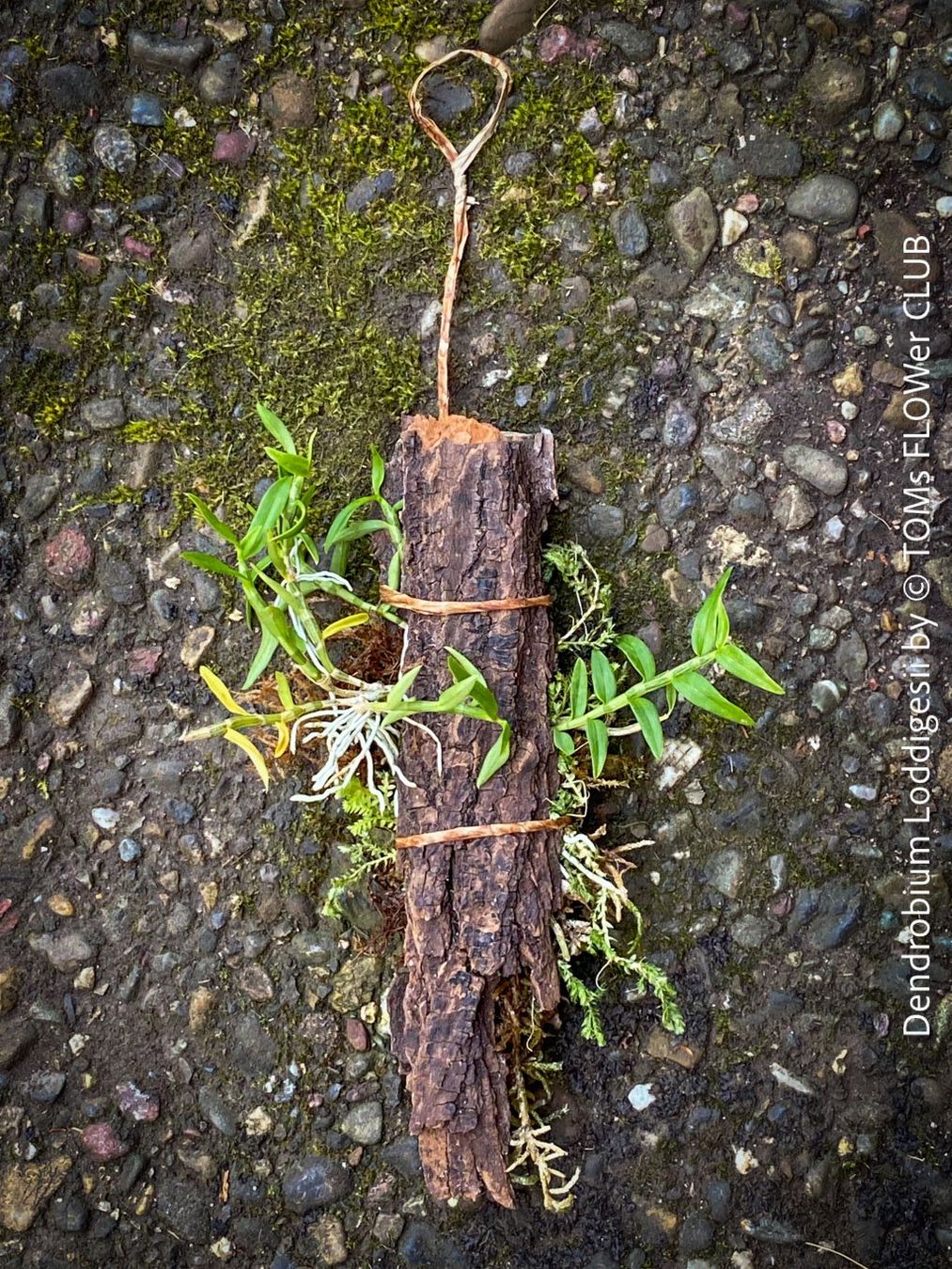 Pflanzen & Samen: Dendrobium Loddigesii - bezaubernde Miniatur Orchidee – Neu und originalverpackt aus Adliswil von TAKEYOURPLANT 2