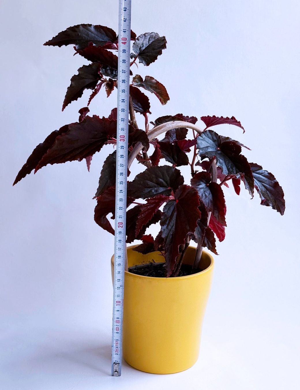 Piante & sementi: Begonia Black Magic***** – Nuovo (secondo la descrizione) da Dübendorf venduto da Orchid18 3
