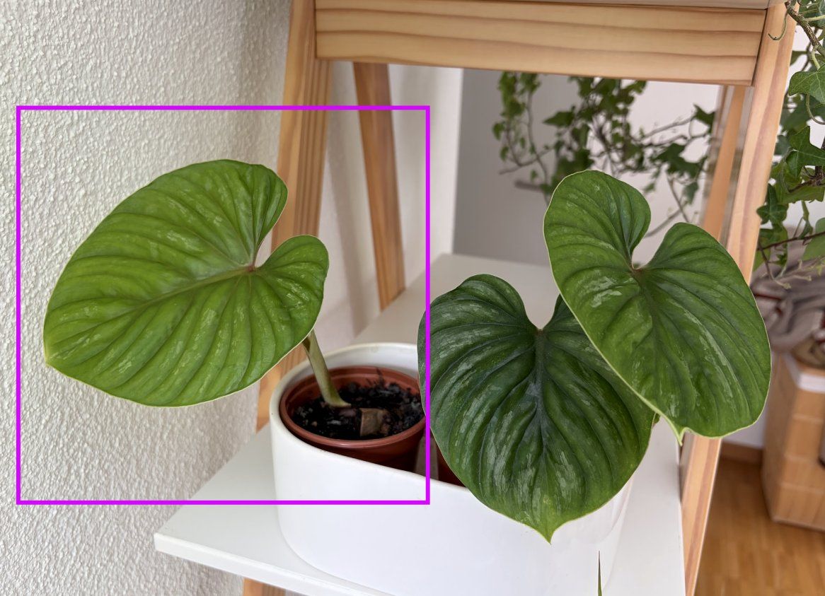 Piante & sementi: Philodendron Plowmanii – Usato da Baar venduto da annasorbian