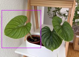 Philodendron Plowmanii