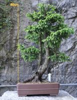 Bonsai - Picea abies
