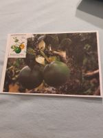 Carte postale ancienne Bophuthatswana - Botanique rare!