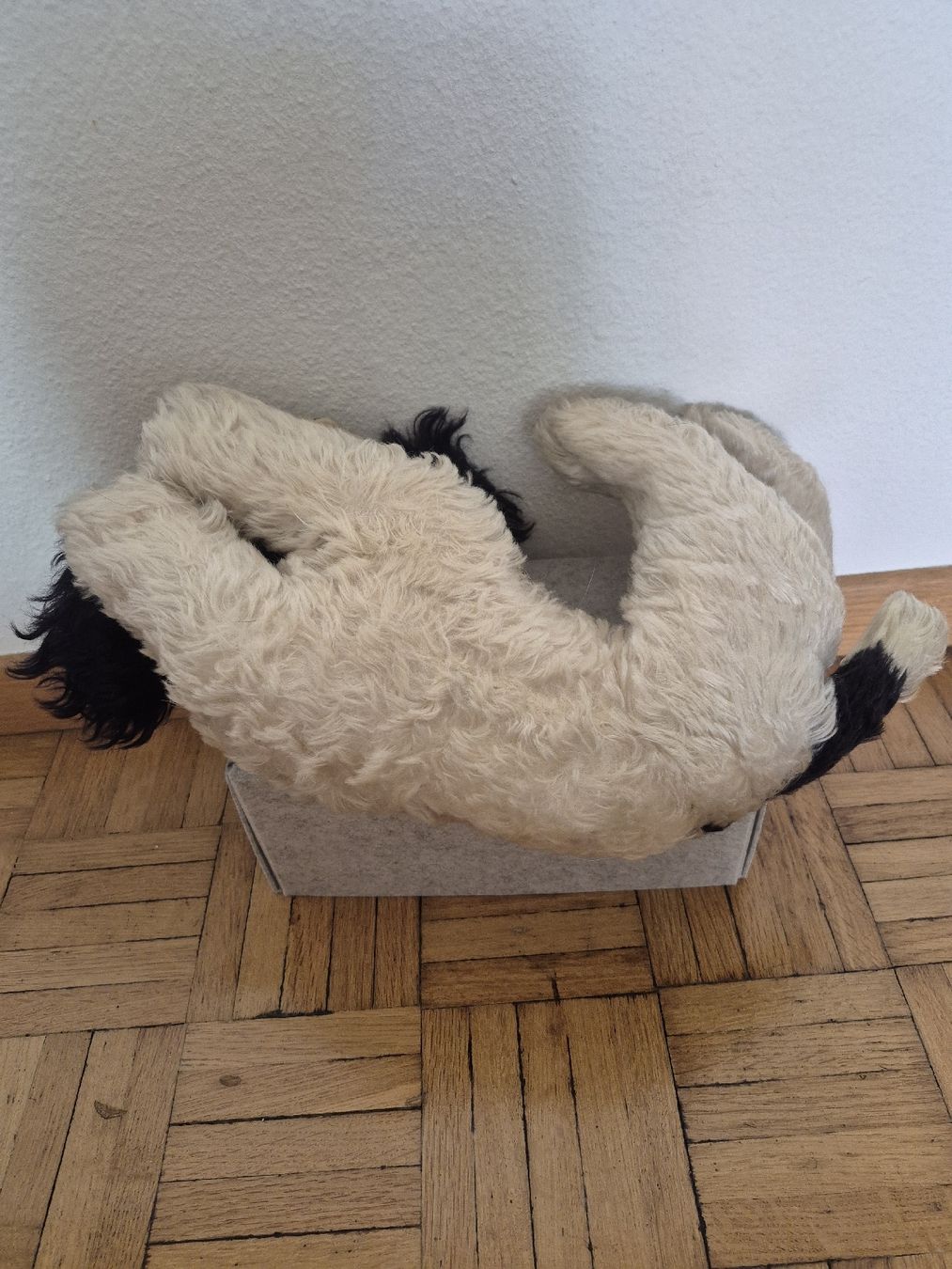 Steiff Spielzeuge: Steiff Hund Cockie – Gebraucht aus Bern von san_kcw5 1