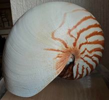 Tiger Muschel Kuriosität 17 cm, Nautilus gross , Top !