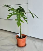 Papaya Pflanze