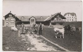 LANDWIRTSCHAFT/BAUERNHAUS 1913 Ziege+Schwein - Wald AR